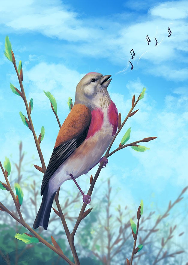 Oiseau Linotte mélodieuse male digitale illustration naturaliste animalière