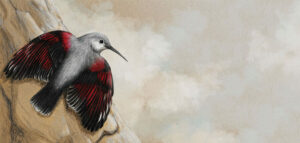 Oiseau Tichodrome échelette crayons de couleurs illustration naturaliste animalière Illustration - Elline Conti
