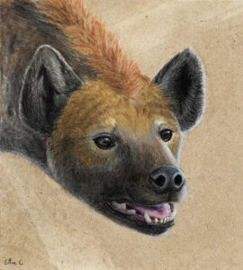Mammifère hyene crayons de couleurs illustration naturaliste animalière