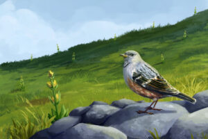 Accenteur alpin oiseau dans la montagne Illustration - Elline Conti